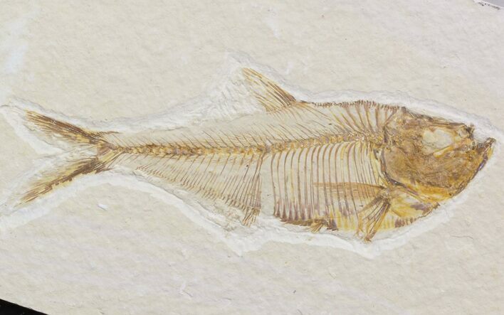 Diplomystus Fossil Fish - Wyoming #41132
